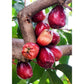 Malay Apple Live Plant (Syzygium malaccense )