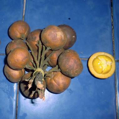Kapul Fruit Live Plant (Baccaurea dulcis)