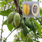 Papayuelo Fruit plant (Carica goudotiana)