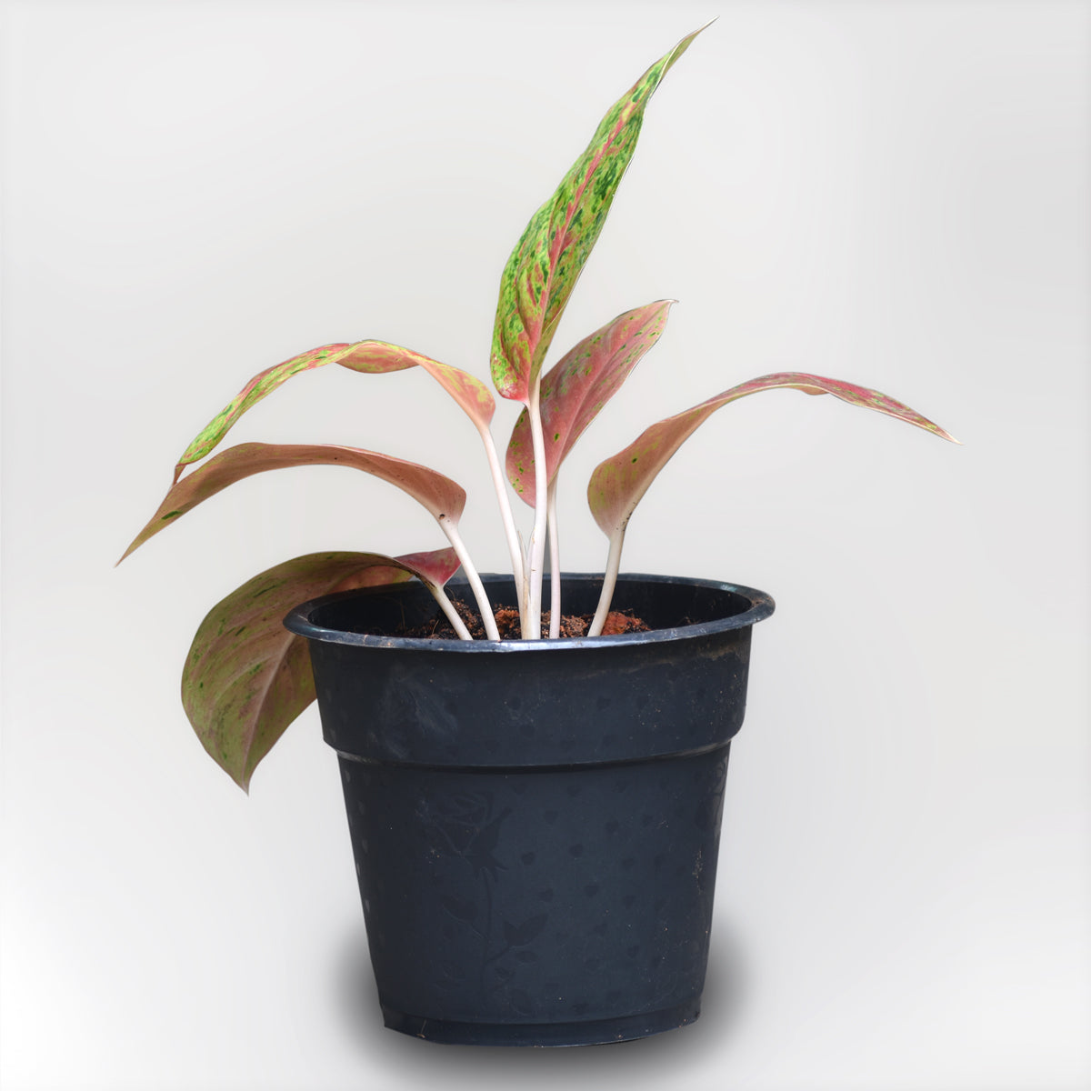 aglaonema big roy Ag. Big Roy – veliyathgardens