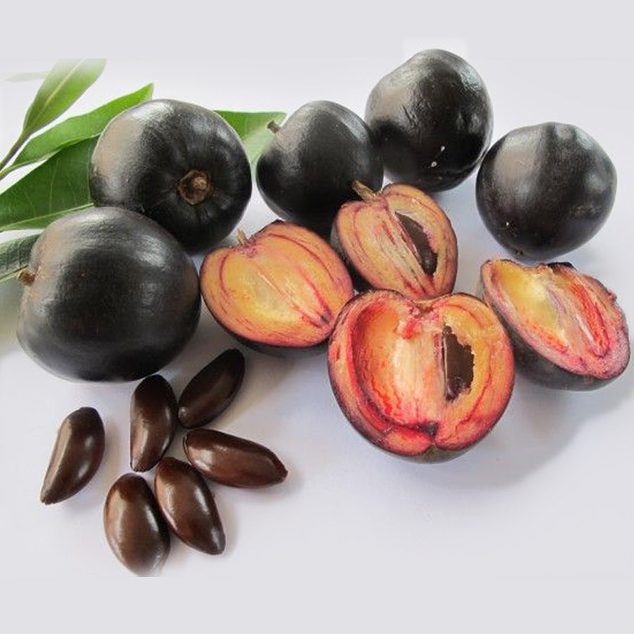 Black Apple Fruit Plants (Pouteria Australis)