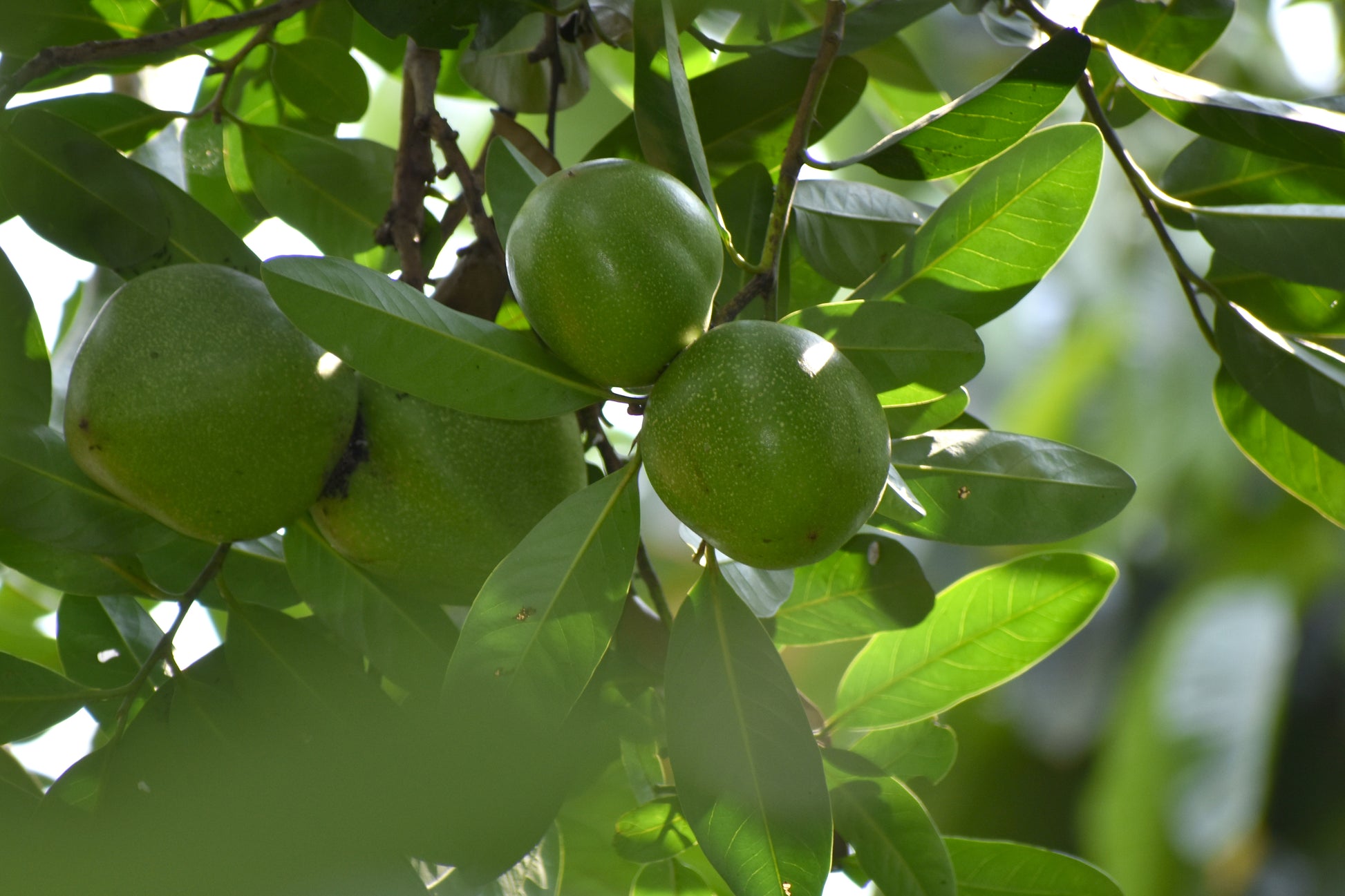 Black Sapote Fruit Plant (Diospyros Nigra)