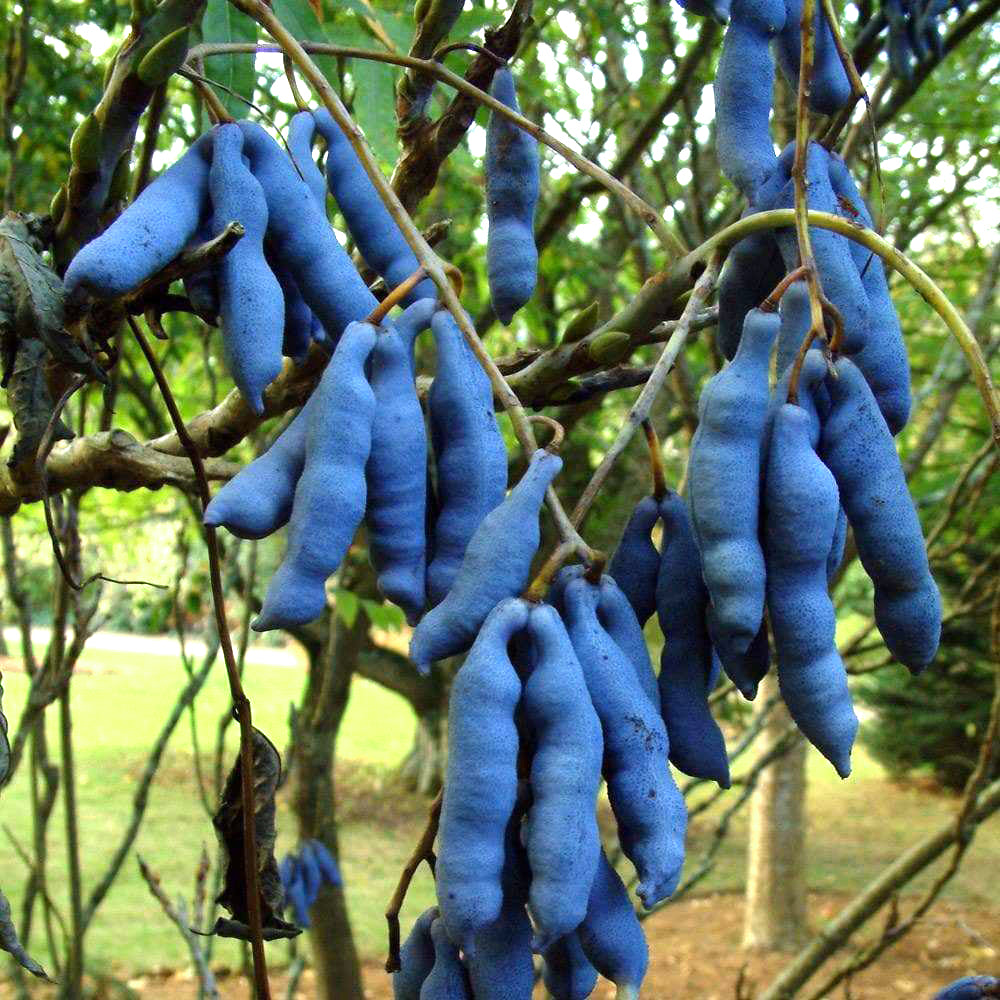 Blue Sausage Fruit Live Plant (Decaisnea Fargesii)