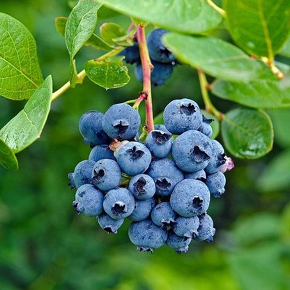 Blueberry Fruit plant (Vaccinium sect. Cyanococcus)