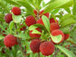 Bayberry Fruit Plant (Myrica Esculenta)