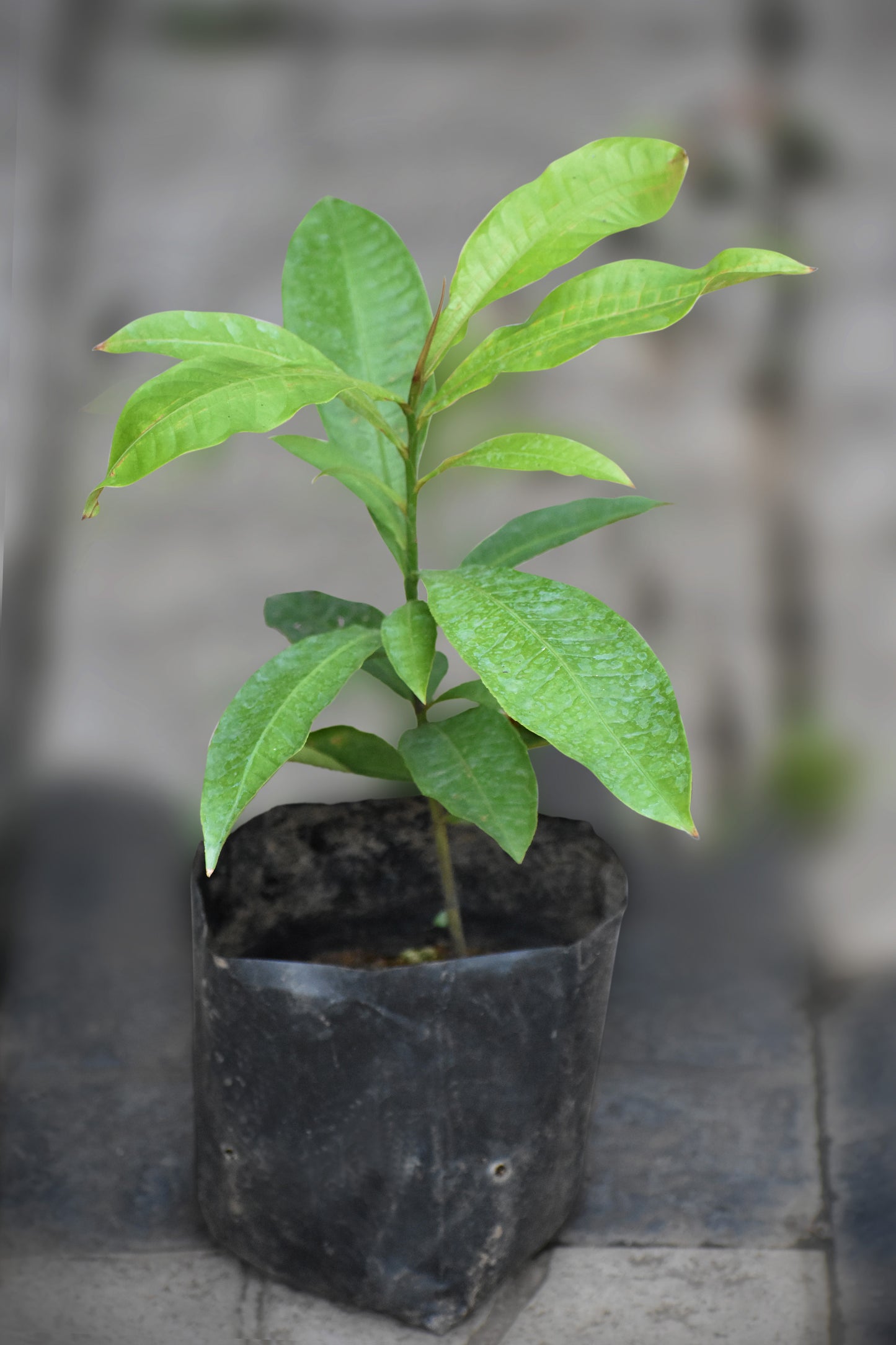 Brazil Nut fruit Plants (Bertholletia Excelsa)