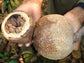 Brazil Nut fruit Plants (Bertholletia Excelsa)