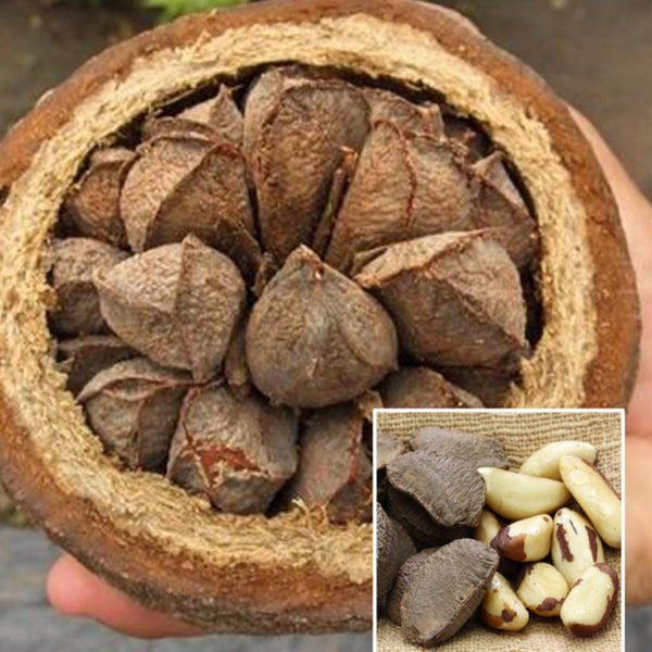 Brazil Nut fruit Plants (Bertholletia Excelsa) veliyathgardens