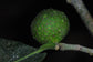 Maya Nut Live Plant (Brosimum alicastrum)