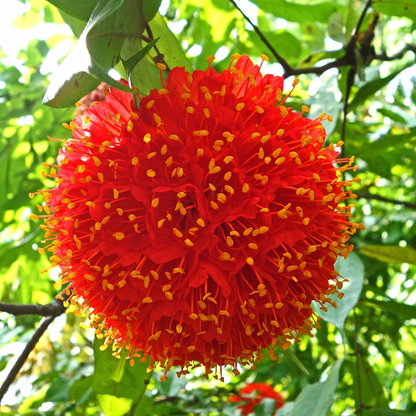 Rose Of Venezuela Live plant (Brownea )