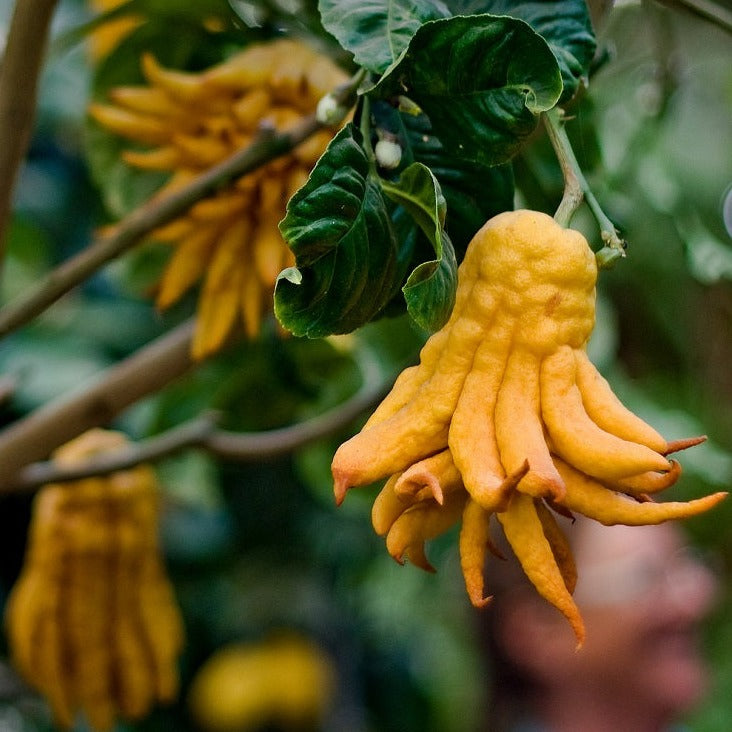 Buddha's hand Fruit Plant (Citrus medica var. sarcodactylis)