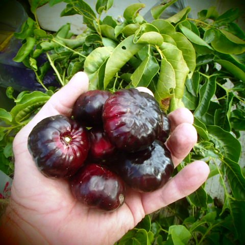 Burdekin Plum Live Plant (Pleiogynium timoriense)-veliyathgardens