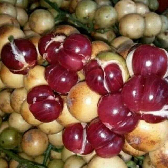 Mafai Tree Mafai Fruit Live Plant (Baccaurea racemose) – veliyathgardens