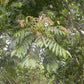 African Olive Fruit Plant (Canarium schweinfurthii)