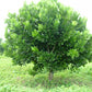 African Mammee Apple Fruit Plant (Mammea africana)