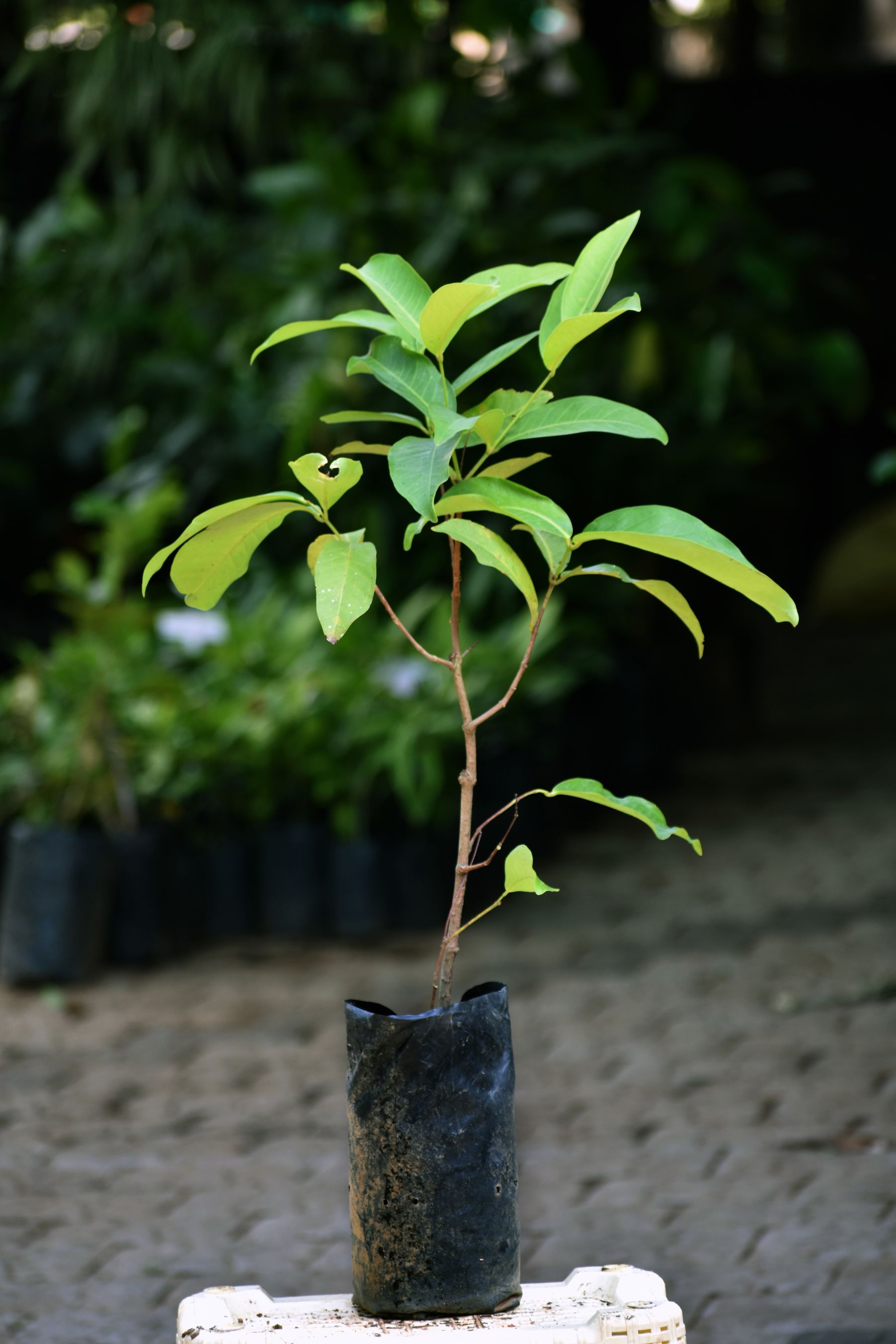 Chamba In English Malaysian Chamba Live Plants – veliyathgardens