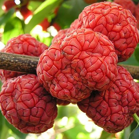 Chequer Fruit Che Fruit Plant (Maclura tricuspidate) – veliyathgardens