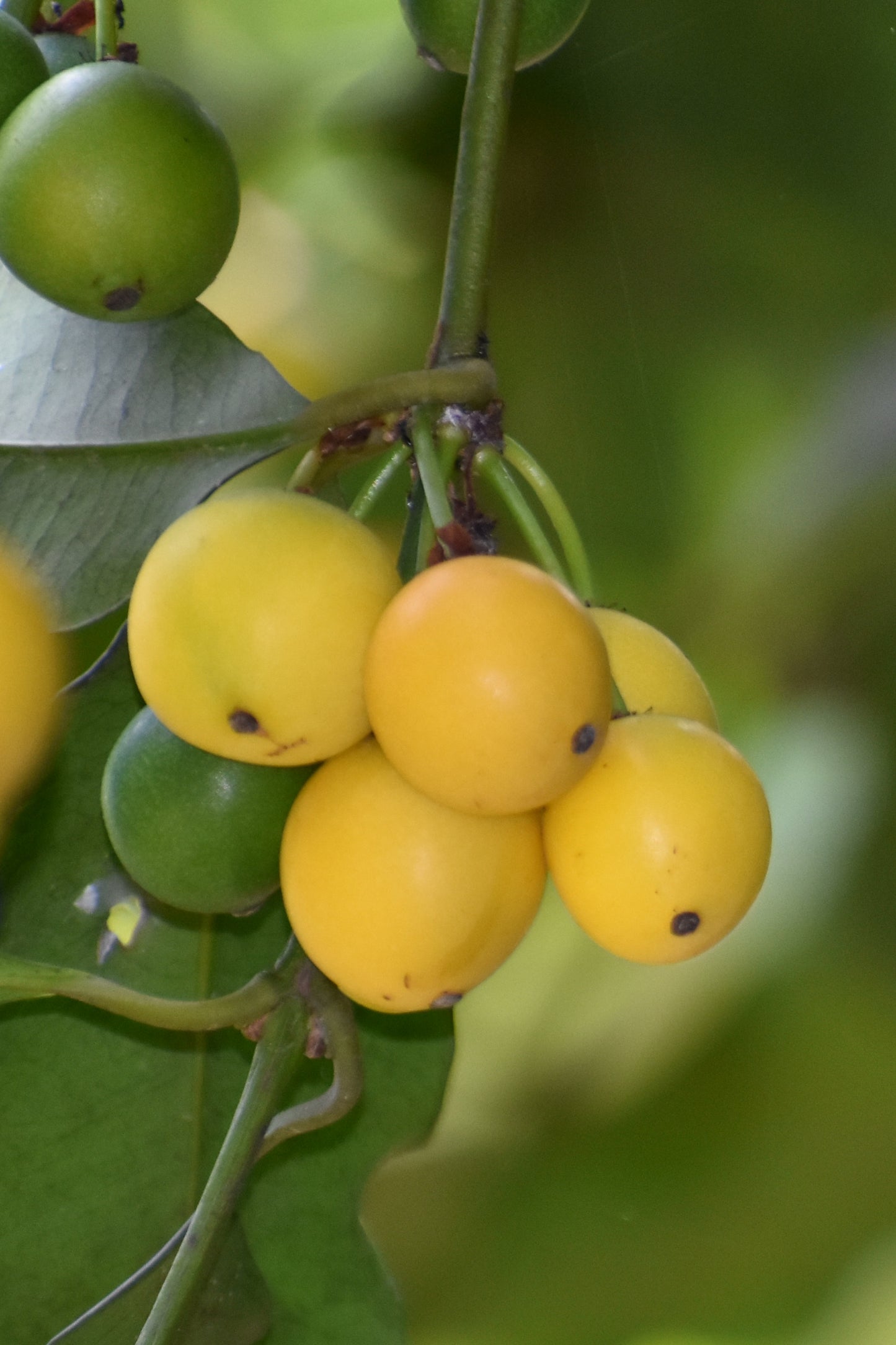 Cherry Mangosteen Fruit Plants (Garcinia Intermedia)