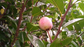 Cocoplum Fruit Plants (Chrysobalanus Icaco)