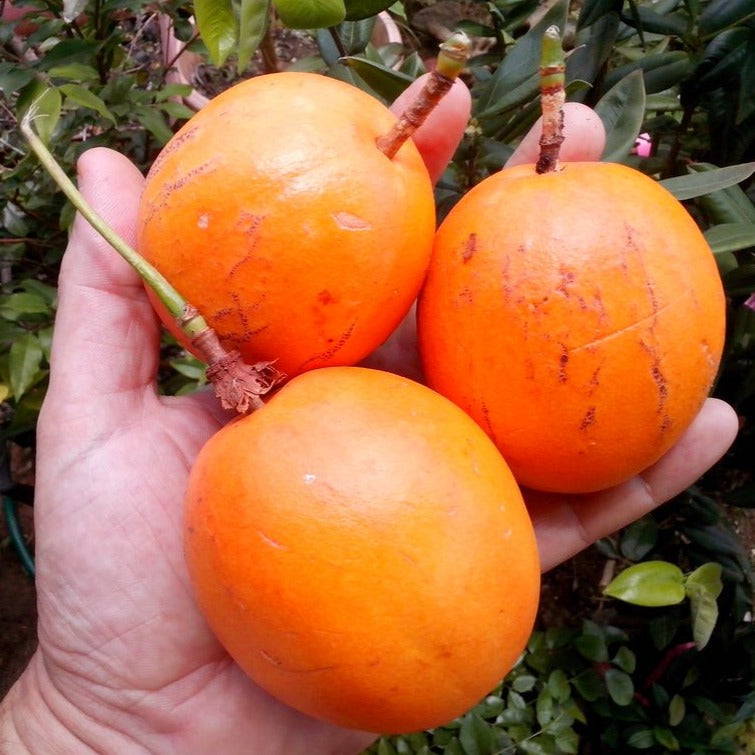 Bell Apple Fruit Plant (Passiflora nitida)