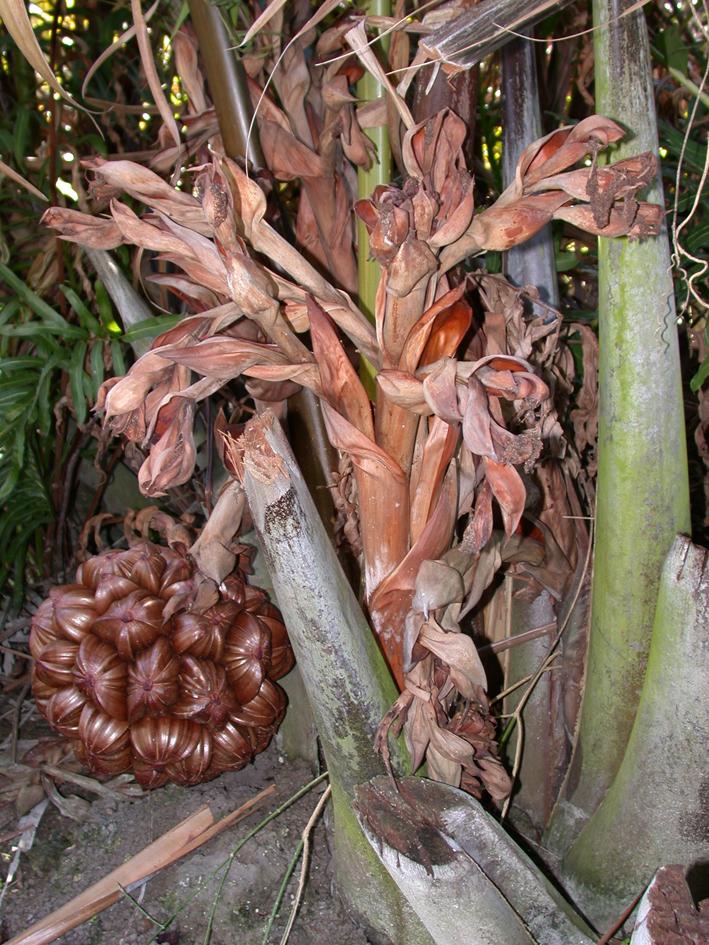 attap seed plant Nipah Palm Fruit Plant (Nypa fruticans) – veliyathgardens