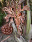Nipah Palm Fruit Plant (Nypa fruticans)