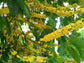 Yellow Mastic (Sideroxylon foetidissimum)