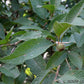 Sete Capotes Fruit Plant (Campomanesia guazumifolia)
