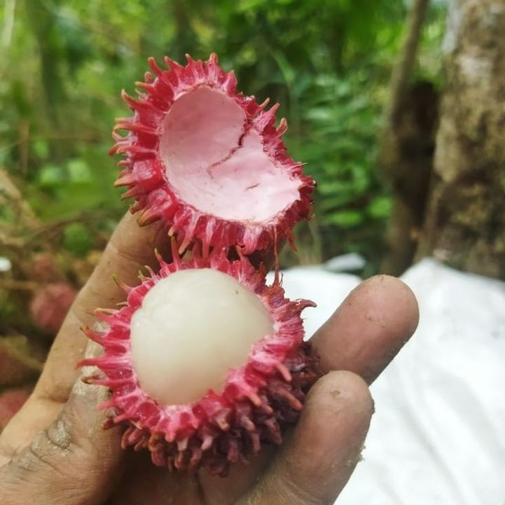 Tadal Fruit Live Plant (Nephelium ramboutan-ake)