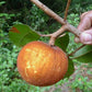 Guapeva Fruit Plant (Pouteria venosa)
