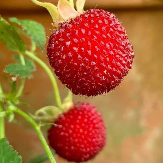 Atherton Raspberry Live Plant (Rubus probus )