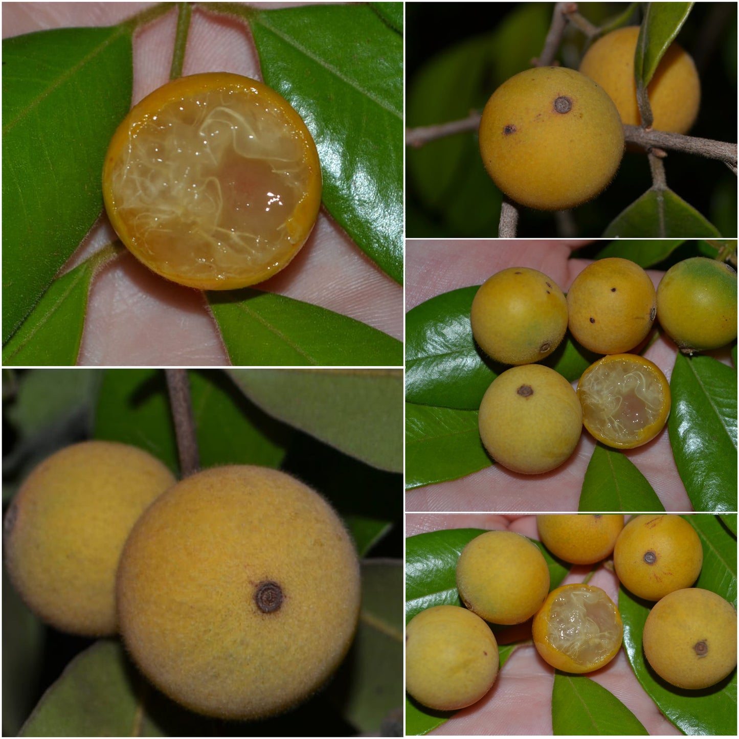 Guquica Fruit Live Plant (Myrciaria guaquia )
