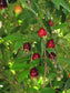 Cherry of De Rio Grande fruit Plants (Eugenia Involucrata)