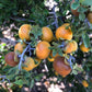 Honey Persimmon Fruit Plant (Diospyros intricata)