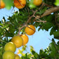 Kei Apple Fruit Plant (Dovyalis caffra)