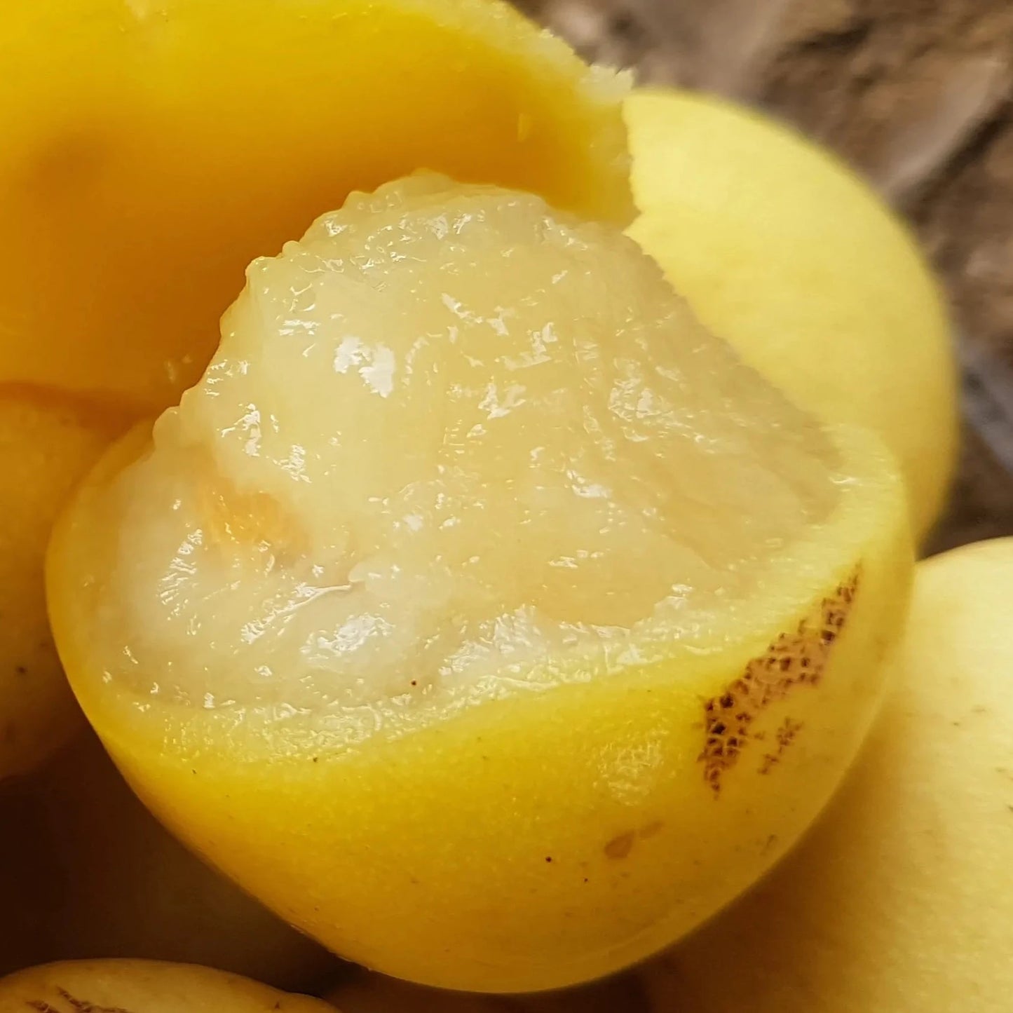 Marula Fruit Plant (Sclerocarya birrea)