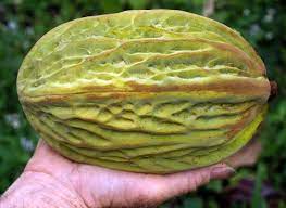 Mocambo Fruit Plants (White Cacao) (Theobroma Bicolor)