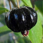 Surinam Cherry Black Fruit Plants (Eugenia Uniflora)