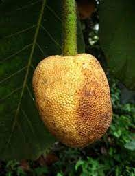 Pingan Fruit Live Plants