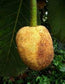 Pingan Fruit Live Plants