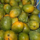 Kalapadi Mango Live Plant (Mangifera indica)