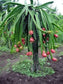 Dragon Fruit (Pink Flesh) Plant (Selenicereus Undatus)