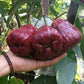 Dalhari Chamba Live plant (Syzygium Samarangense)