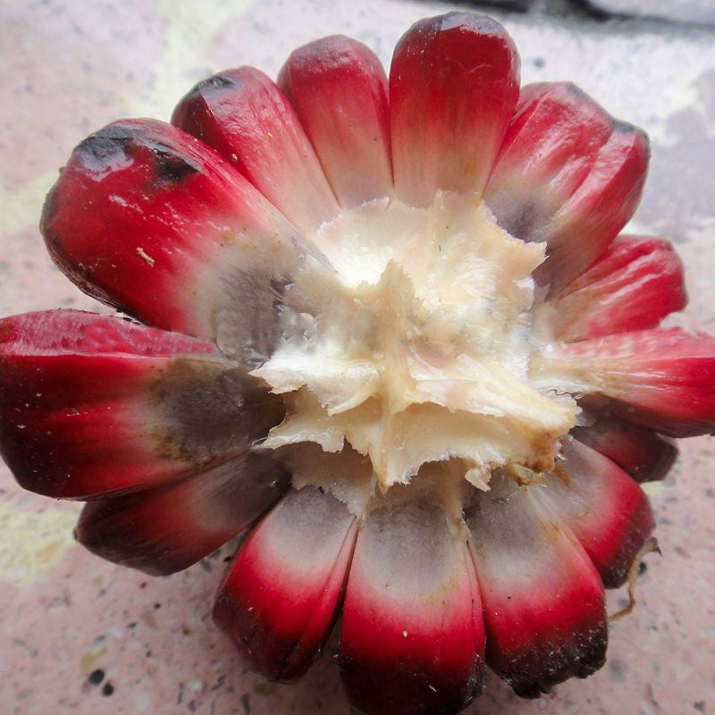 Duguetia peruviana Fruit plant (Duguetia peruviana)