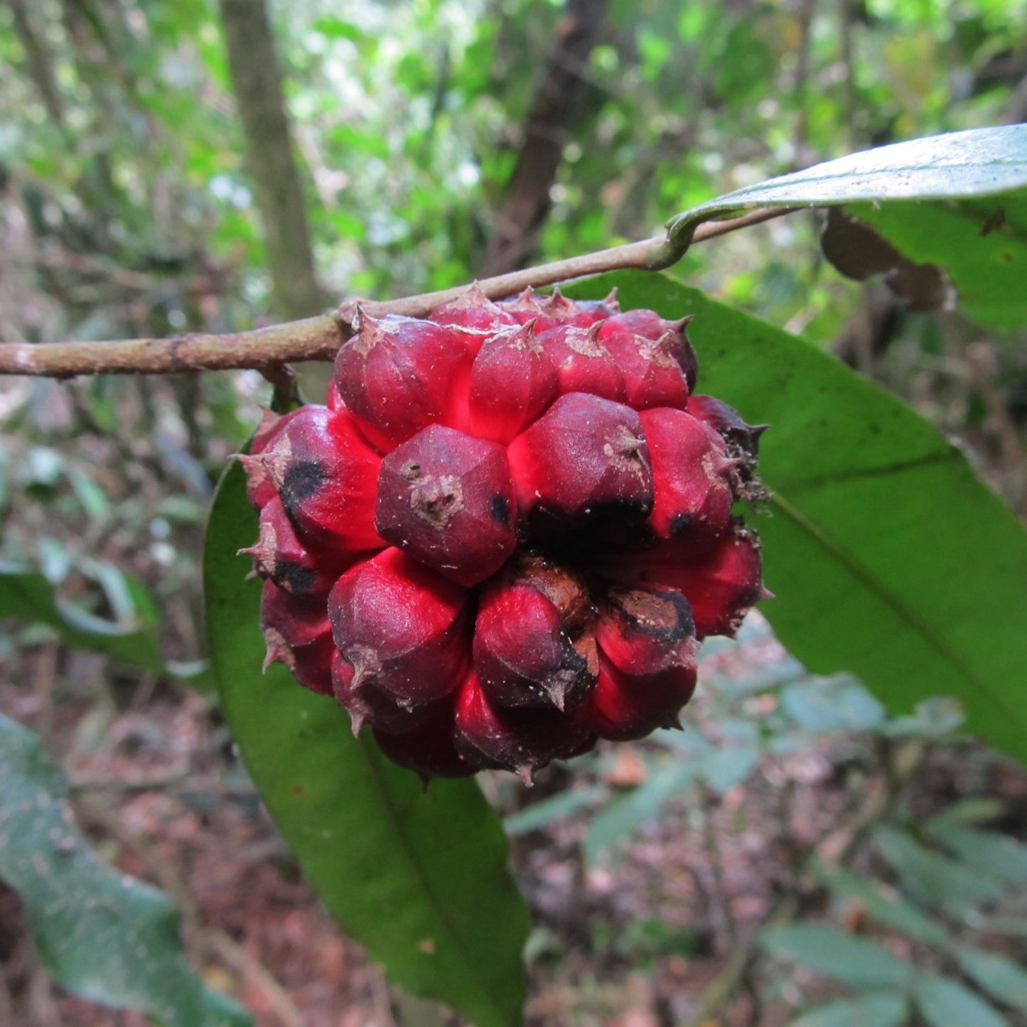 Duguetia peruviana Fruit plant (Duguetia peruviana)