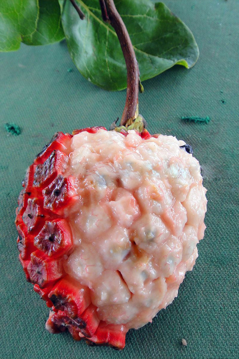Cherry Sugar Apple Fruit Plant (Duguetia phaseoloides)