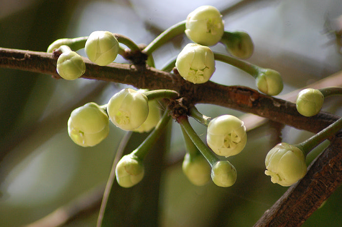 Gamboge Fruit Plant (Garcinia xanthochymus)