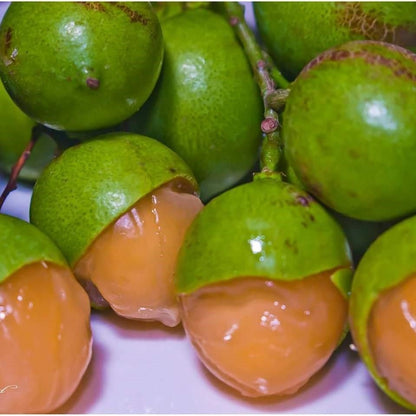 Guayas Fruit Live Plant (Talisia Oliviformis)
