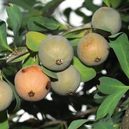 Sombra De Touro Fruit Plant (Acanthosyris spinescens)