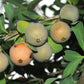 Sombra De Touro Fruit Plant (Acanthosyris spinescens)